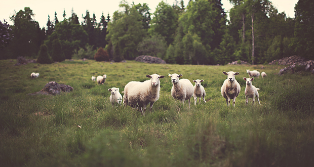 Checklist vakantie in eigen land