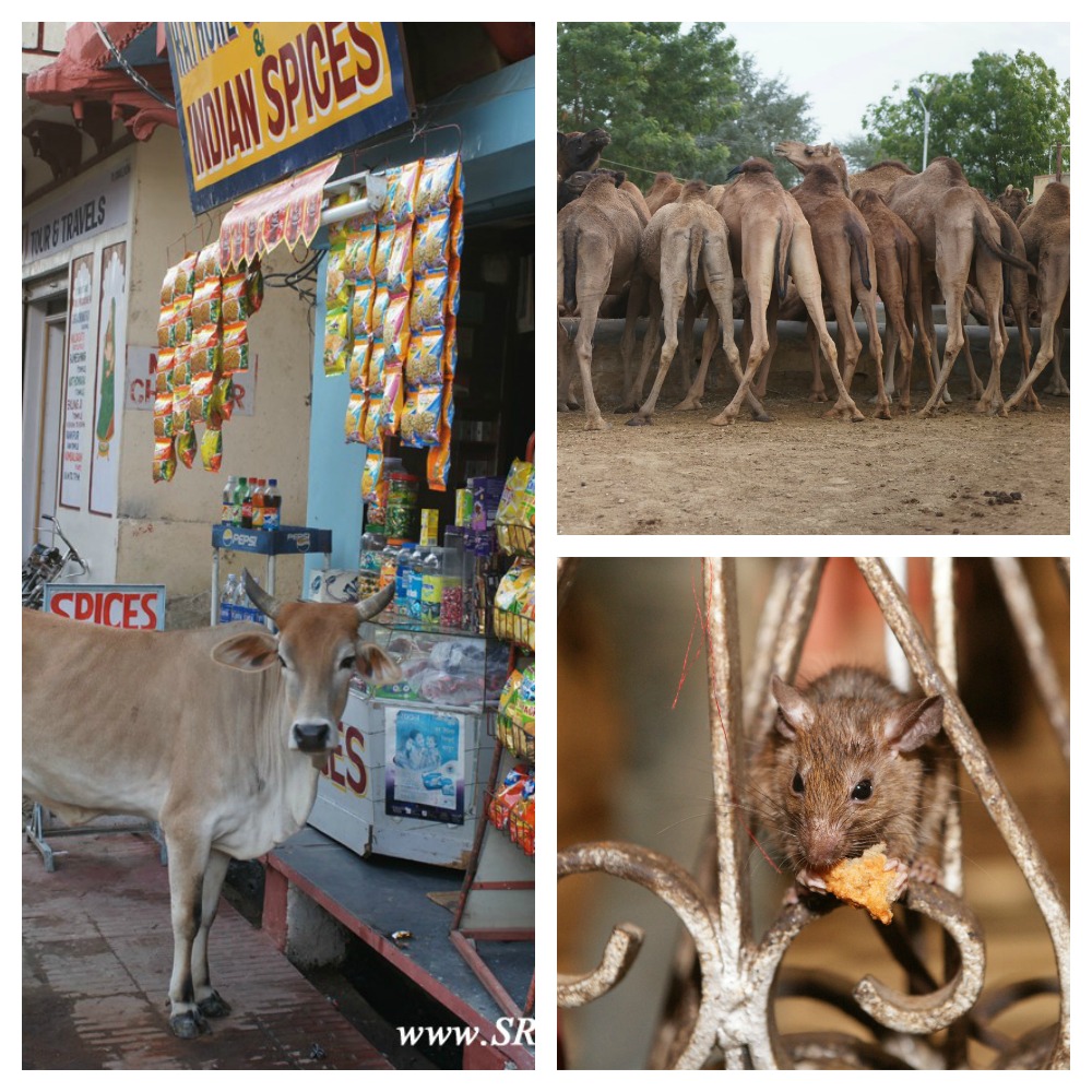Koe, rat en dromedarissen