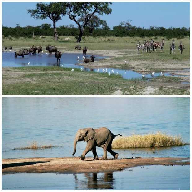 Chobe collage