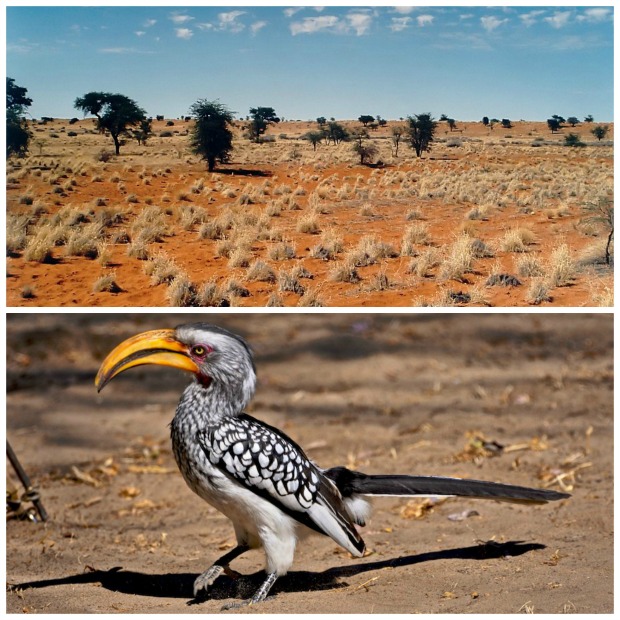 Kalahari collage