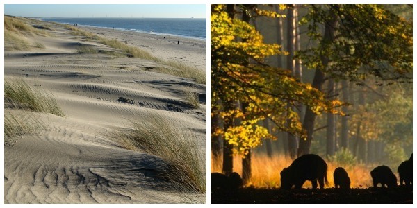 Wandelgebieden Oostvoorne duinen en Hoge Veluwe