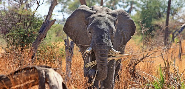 Olifant in Zuid-Afrika