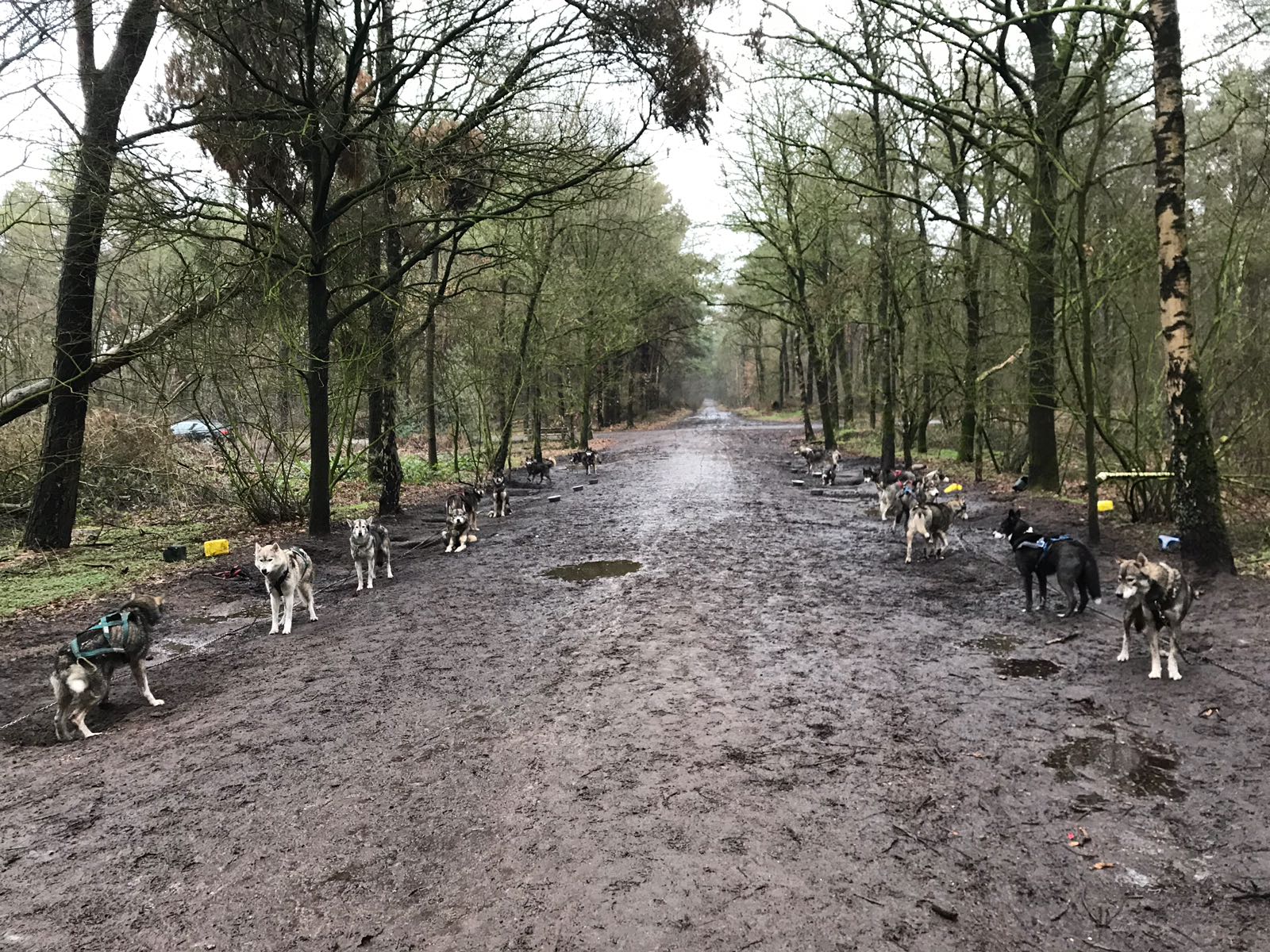 huskytocht nederland