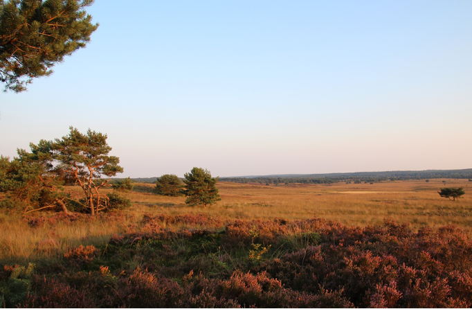 Hotspot in nederland: de veluwe